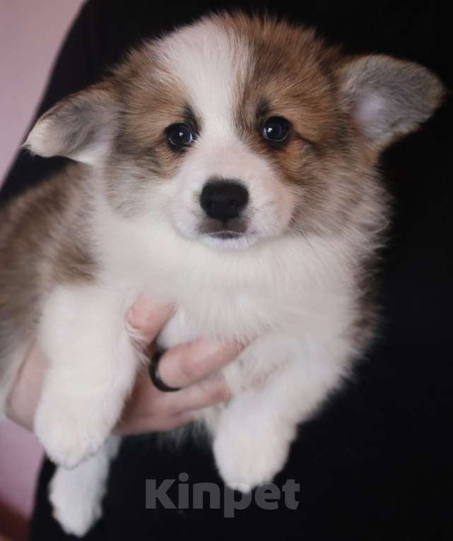 Собаки в других городах Московской области: Вельш Корги Пемброк Мальчик, 60 000 руб. - фото 3