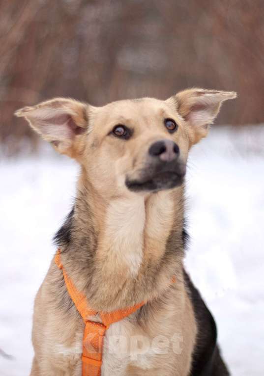 Собаки в Москве: Очаровательный нежный Платоша в поисках дома Мальчик, Бесплатно - фото 2