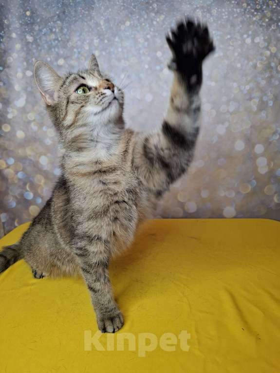 Кошки в Москве: Кошка в добрые руки Девочка, Бесплатно - фото 10