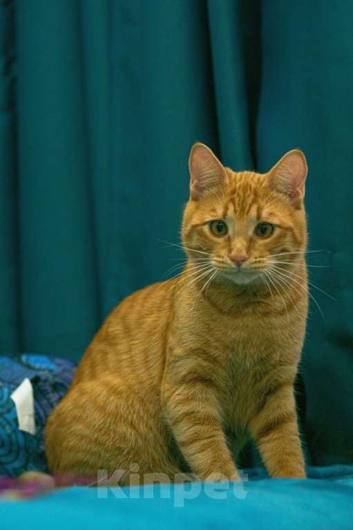 Кошки в Москве: Персей Мальчик, Бесплатно - фото 5