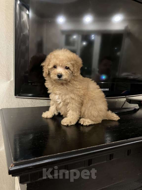 Собаки в Перми: Той Пудель! Девочка, 70 000 руб. - фото 3