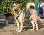 Собаки в Москве: Невероятный добряк Бобби! Мальчик, Бесплатно - фото 9