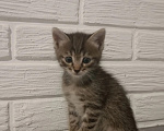 Кошки в Самаре: Котята в добрые руки Девочка, Бесплатно - фото 1