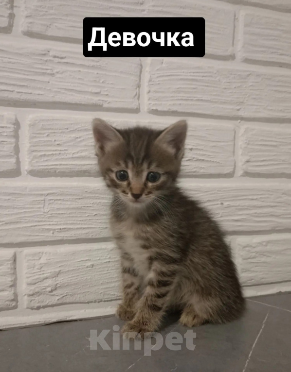 Кошки в Самаре: Котята в добрые руки Девочка, Бесплатно - фото 1