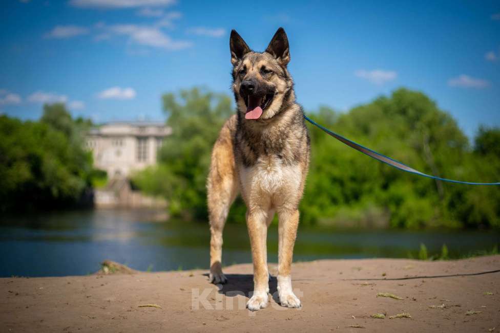 Собаки в Москве: Веселый Тим ищет дом!  Мальчик, Бесплатно - фото 3