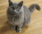 Кошки в Москве: Шикарный Дымок - метис нибелунга (1,5 г.) в дар Мальчик, Бесплатно - фото 1