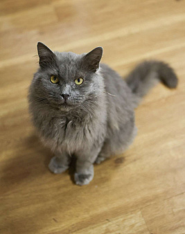 Шикарный Дымок - метис нибелунга (1,5 г.) в дар