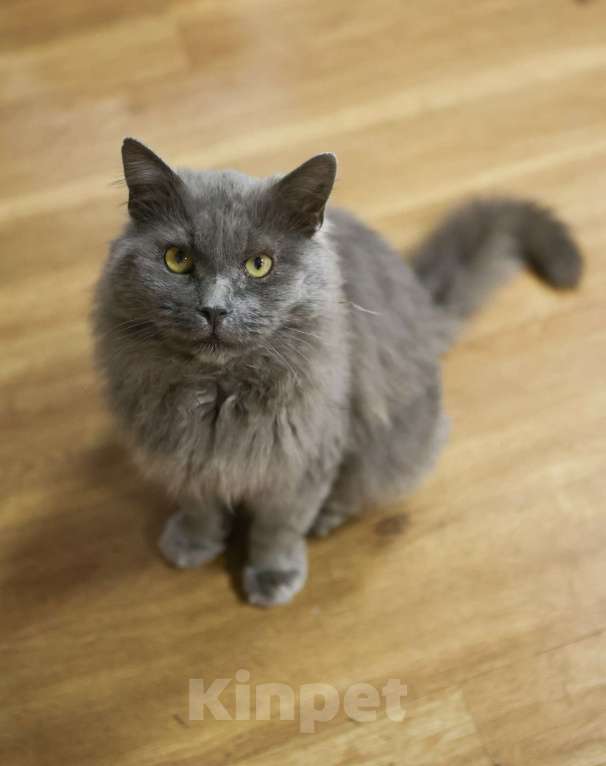 Кошки в Москве: Шикарный Дымок - метис нибелунга (1,5 г.) в дар Мальчик, Бесплатно - фото 1