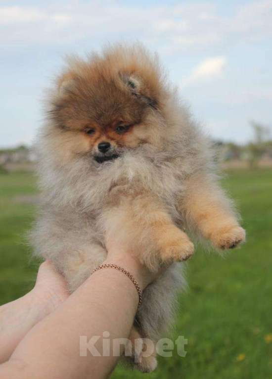 Собаки в Орле: Прекрасная девочка без недостатков  Девочка, 35 000 руб. - фото 9