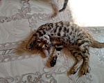 Кошки в Новосибирске: Бенгальский котенок Девочка, Бесплатно - фото 1
