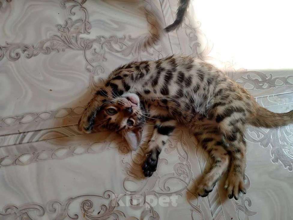 Кошки в Новосибирске: Бенгальский котенок Девочка, Бесплатно - фото 1