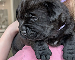 Собаки в Москве: Черная медведица Девочка, 150 000 руб. - фото 1