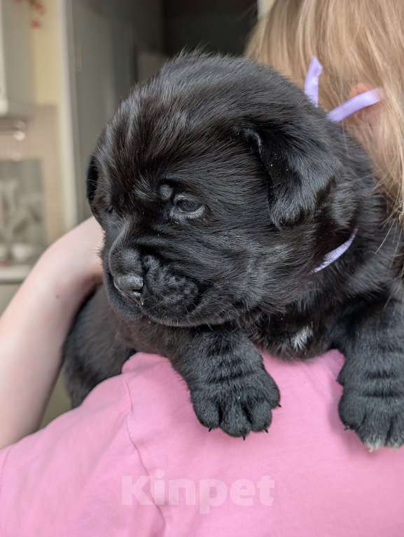 Собаки в Москве: Черная медведица Девочка, 150 000 руб. - фото 1