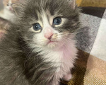 Кошки в Москве: Домашний котенок-мальчик , хорошим людям даром Мальчик, Бесплатно - фото 2