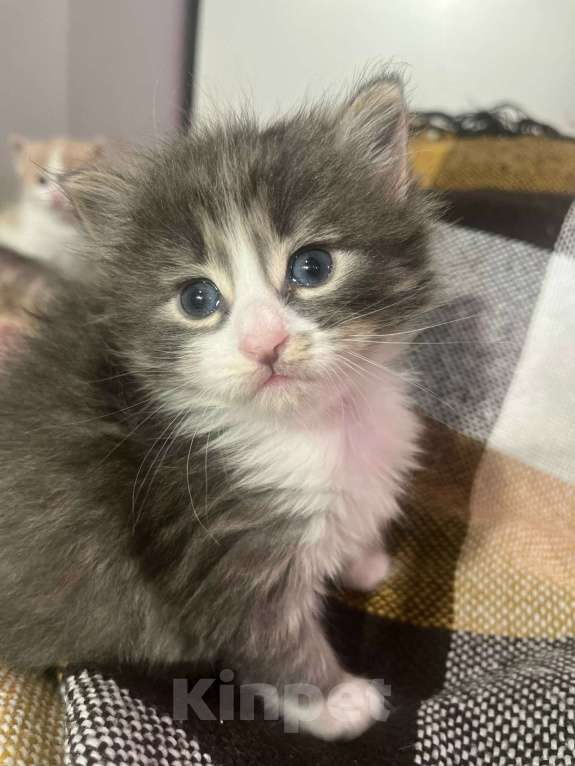 Кошки в Москве: Домашний котенок-мальчик , хорошим людям даром Мальчик, Бесплатно - фото 2