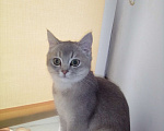 Кошки в Феодосии: Продам котика шотланского  Мальчик, 4 000 руб. - фото 1
