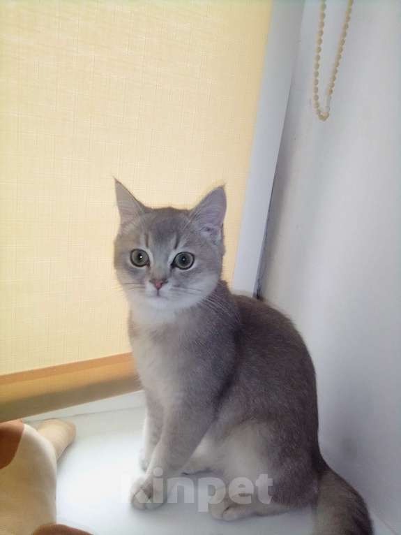Кошки в Феодосии: Продам котика шотланского  Мальчик, 4 000 руб. - фото 1