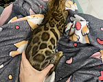 Кошки в других городах Московской области: Бенгальская кошечка Девочка, 25 000 руб. - фото 4