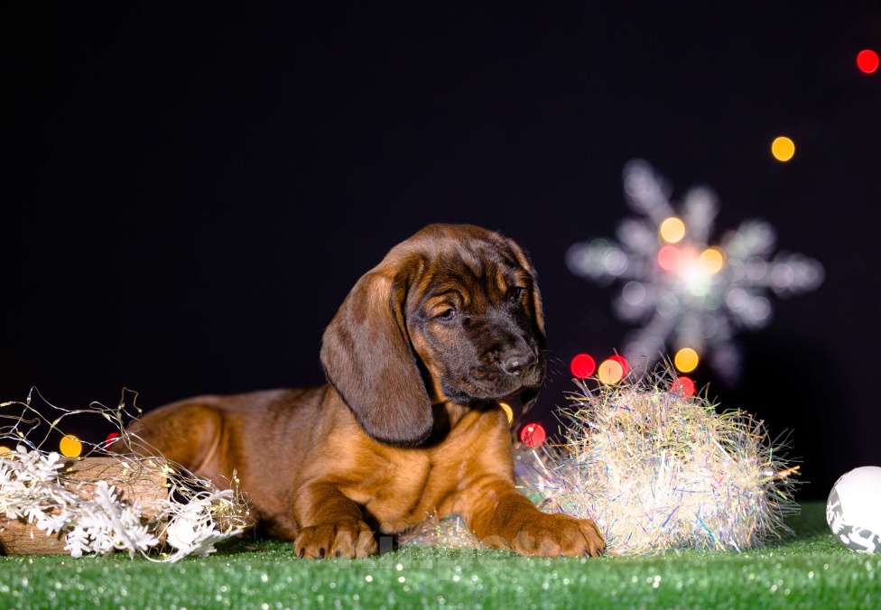 Собаки в Нижнем Новгороде: Кобель, 1.5 месяца Мальчик, 100 000 руб. - фото 3