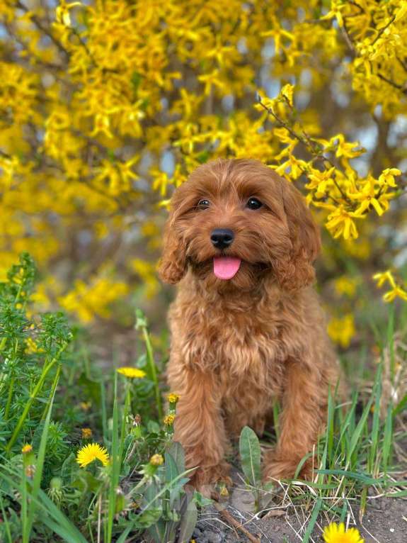 Собаки в Калининграде: Кокапу девочка  Девочка, 95 000 руб. - фото 10