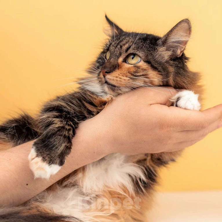 Кошки в Москве: Яркая кошечка Сайра в поисках дома Девочка, Бесплатно - фото 2