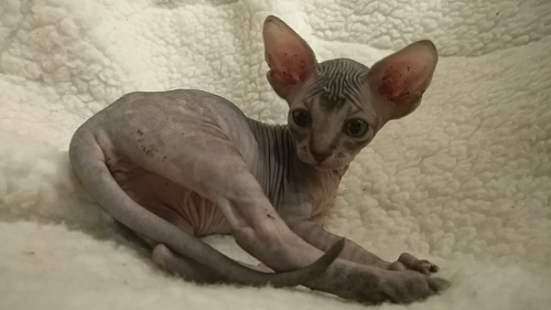 Донская девочка с прямым геном цветной гетерохромии 