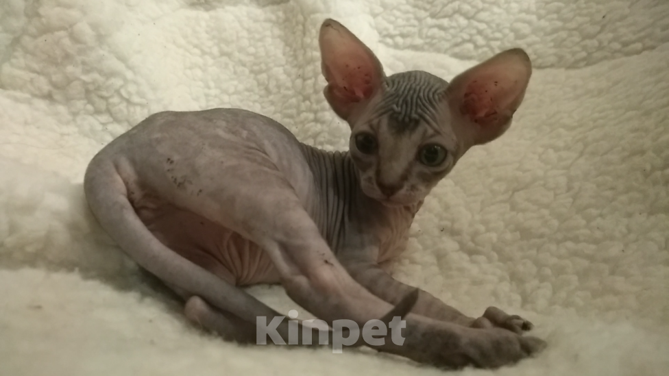 Кошки в Курске: Донская девочка с прямым геном цветной гетерохромии  Девочка, 20 000 руб. - фото 1