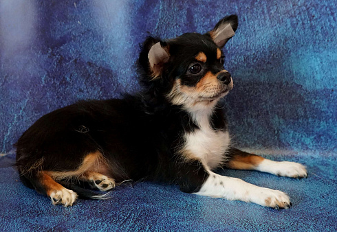 Давид трехколорный