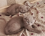 Кошки в Петровске: Продам котят Мальчик, Бесплатно - фото 1