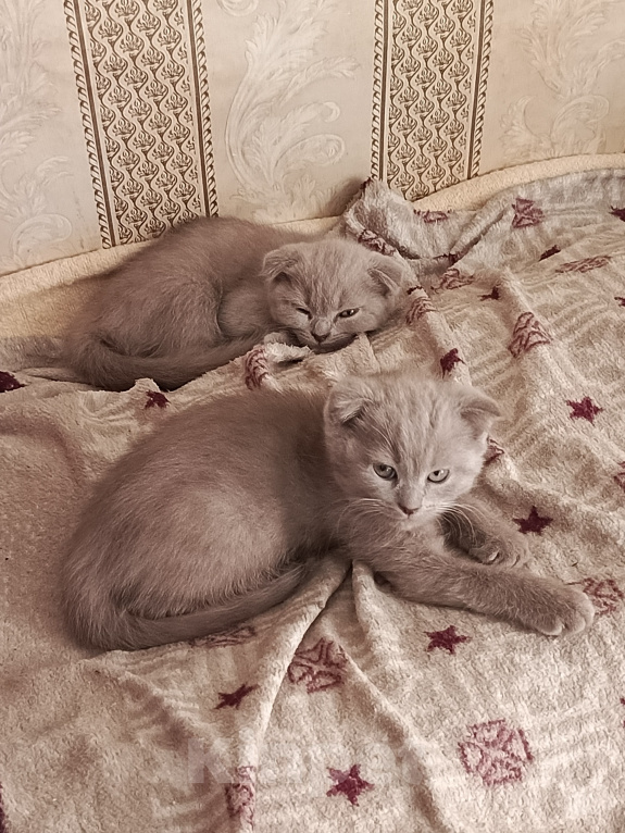 Кошки в Петровске: Продам котят Мальчик, Бесплатно - фото 1