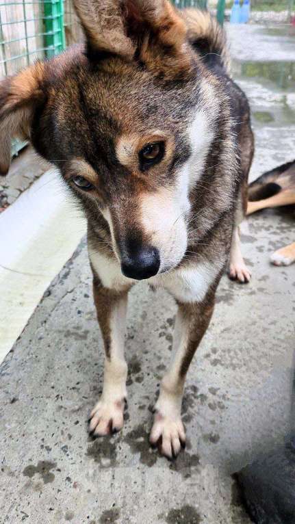 Собаки в других городах Краснодарского края: Турбо полностью готов быть домашним Мальчик, Бесплатно - фото 6