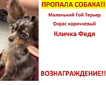 Собаки в других городах Ленинградской области: Пропала собака ‼️ Мальчик, 10 000 руб. - фото 1