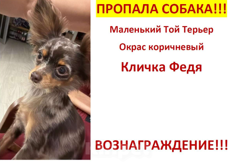 Собаки в других городах Ленинградской области: Пропала собака ‼️ Мальчик, 10 000 руб. - фото 1
