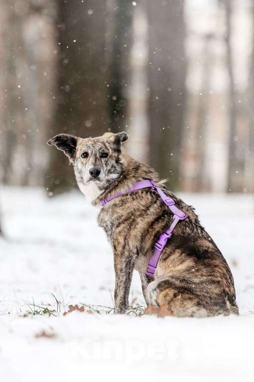 Собаки в Москве: Великолепная Верба ищет дом Девочка, Бесплатно - фото 5