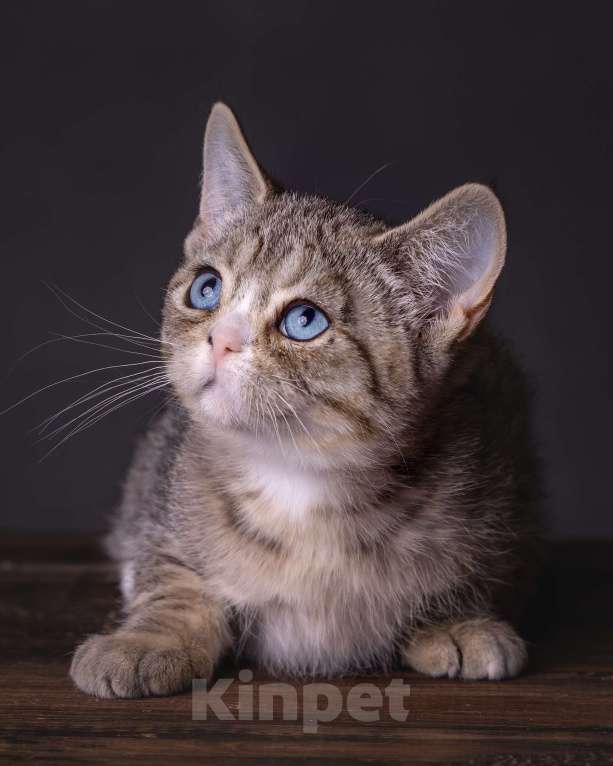 Кошки в Хабаровске: Девочка Девон-рекс дгг Девочка, 100 000 руб. - фото 3