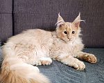 Кошки в Москве: Фавн Мальчик, 65 000 руб. - фото 5