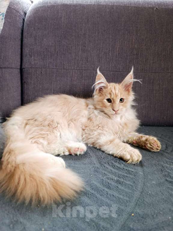 Кошки в Москве: Фавн Мальчик, 65 000 руб. - фото 5