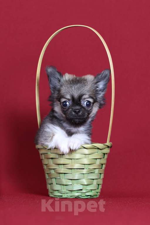 Собаки в Курске: Щенок чихуахуа Мальчик, Бесплатно - фото 4