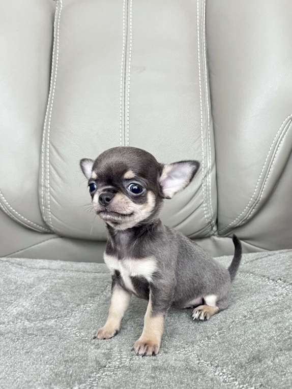 Собаки в Люберцах: Чихуахуа мини Девочка, 120 000 руб. - фото 1