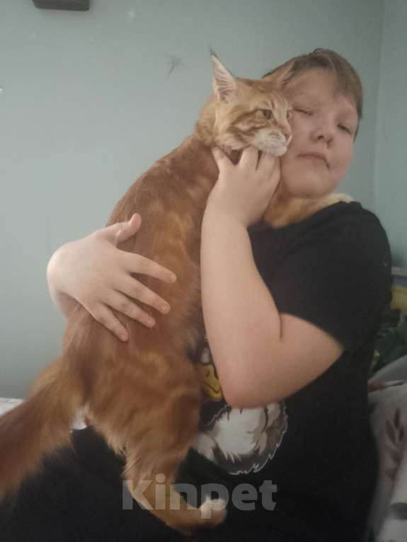 Кошки в Астрахани: Мейн-куны Разнополые, 12 000 руб. - фото 10