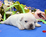 Собаки в Клине: Французские бульдоги цветные, крем и голубой соболь Мальчик, 40 000 руб. - фото 2