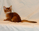 Кошки в Ливны: Сомалийский котенок, 35 000 руб. - фото 2