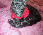 Кошки в Ипатово: Котята Мейн Кун, 20 000 руб. - фото 5