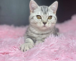 Кошки в Сургуте: Британские котята  Мальчик, 25 000 руб. - фото 4