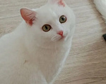 Кошки в Шелехове: Отдам в добрые руки Девочка, Бесплатно - фото 1