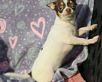 Собаки в Москве: Чихуахуа щенок мини мальчик  Мальчик, 45 000 руб. - фото 5