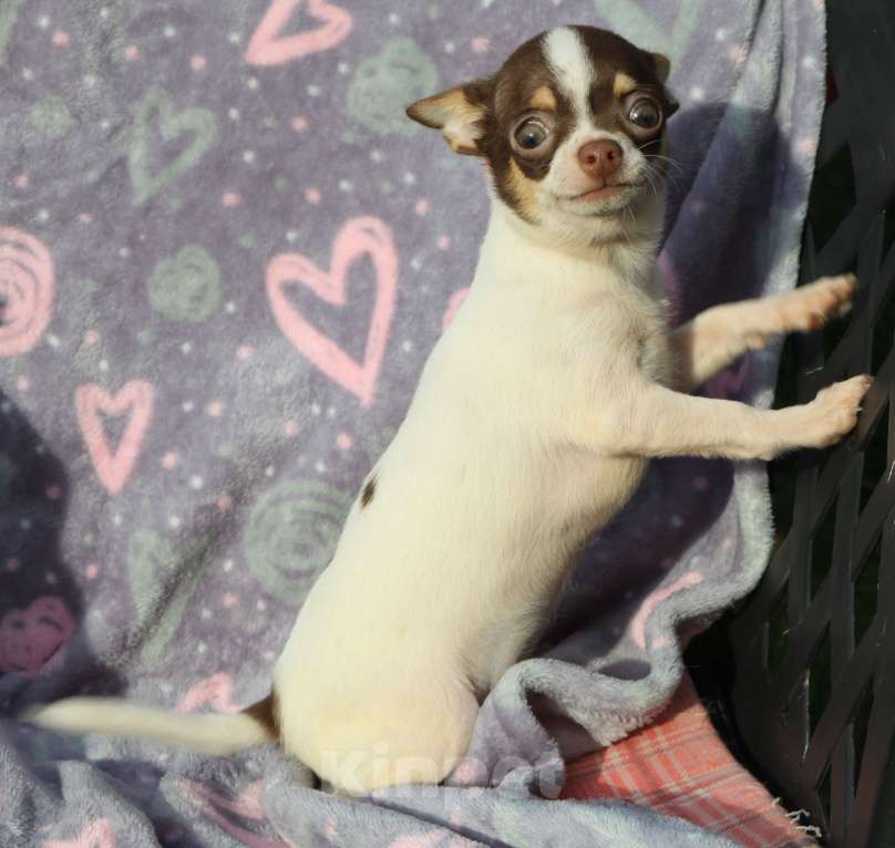 Собаки в Москве: Чихуахуа щенок мини мальчик  Мальчик, 45 000 руб. - фото 5