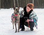 Собаки в Видном: Красивая тигровая собака 1,5г. в добрые руки Девочка, Бесплатно - фото 5