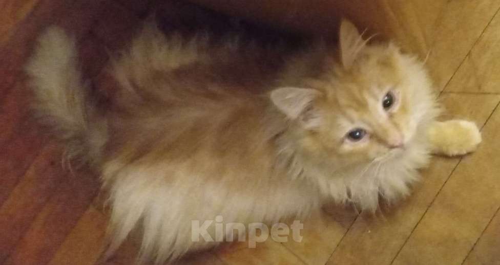 Кошки в Москве: Сибирский котик окраса красное серебро Мальчик, Бесплатно - фото 4