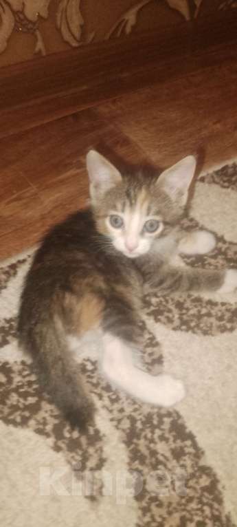 Кошки в Нижнем Новгороде: Отдам котят в добрые руки Девочка, Бесплатно - фото 1